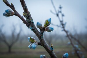 Obavite plavo prskanje na koštićavom voću