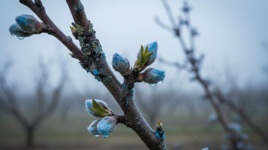 Obavite plavo prskanje na koštićavom voću
