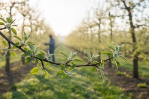 Obavite zaštitu jabuka i krušaka