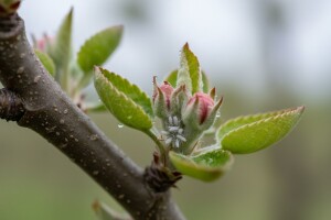 Obavite zaštitu jabuke