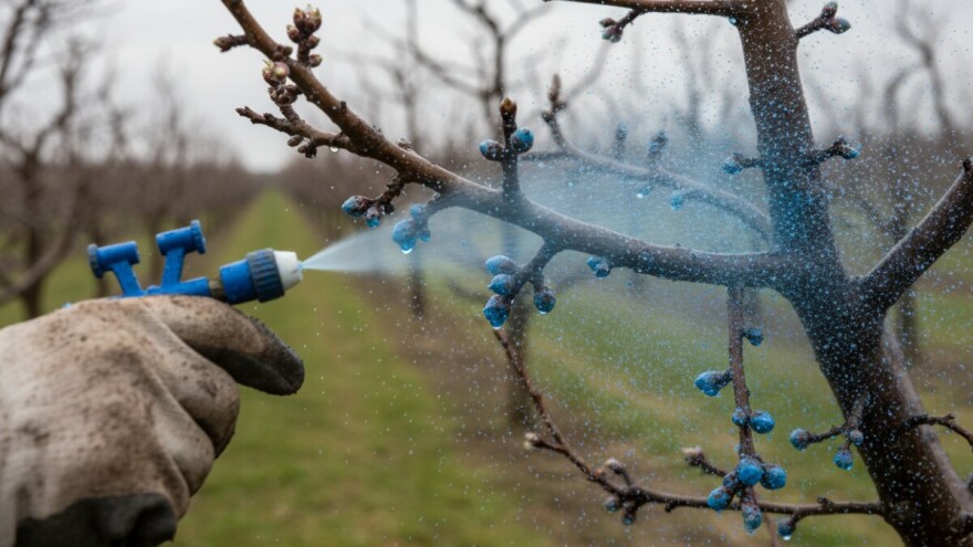 Obavite zaštitu koštićavog voća