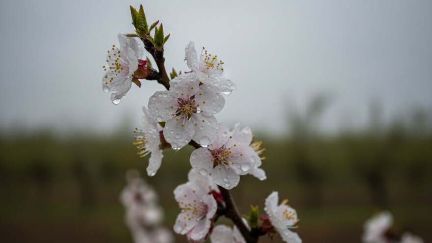Obavite zaštitu koštićavog voća