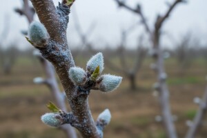 Obavite zaštitu koštićavog voća