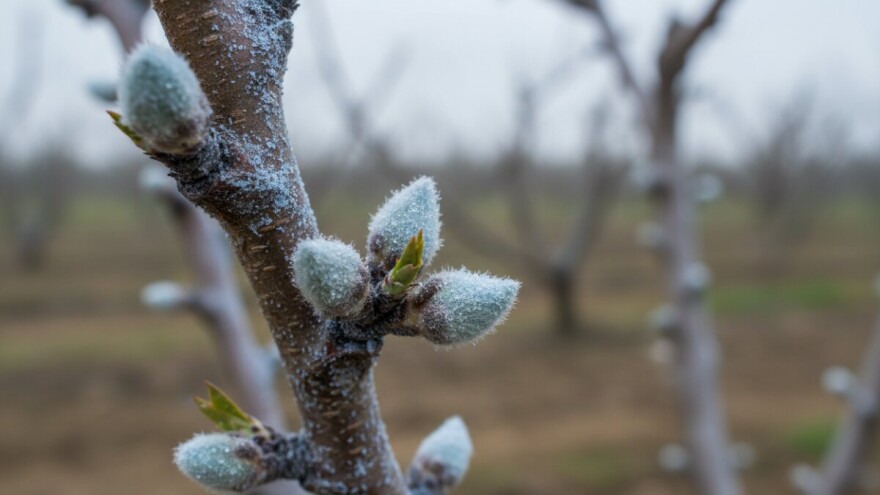 Obavite zaštitu koštićavog voća