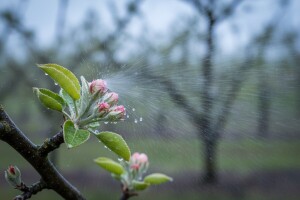Obavite zaštitu krušaka i jabuka