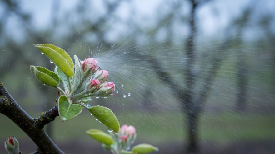 Obavite zaštitu krušaka i jabuka