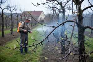Obavite zaštitu krušaka i jabuka od nametnika