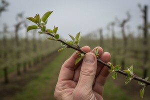 Obavite zaštitu kruške i jabuke