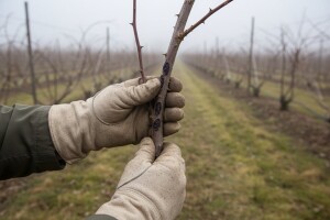 Obavite zaštitu kupine i maline!