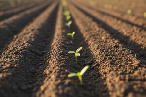 Obavite zaštitu luka i krumpira od korova