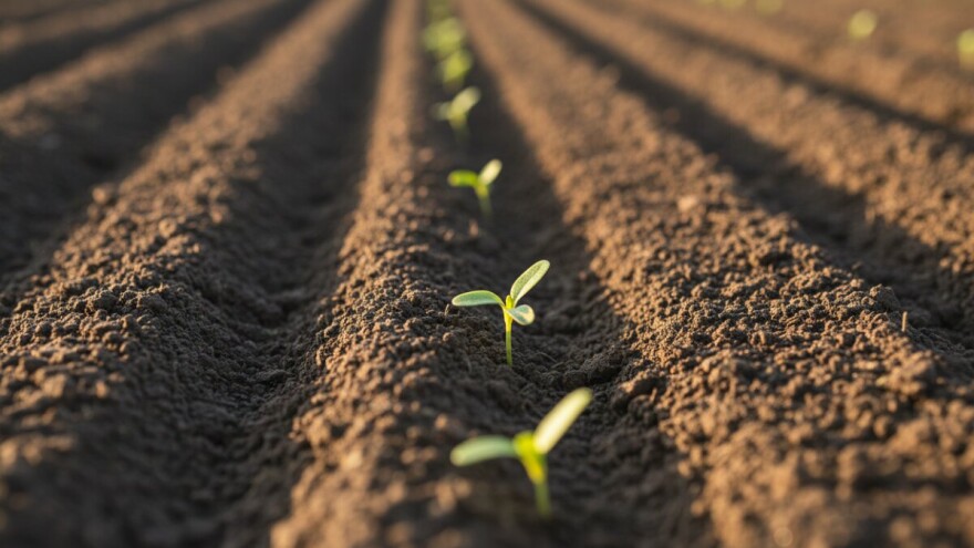 Obavite zaštitu luka i krumpira od korova