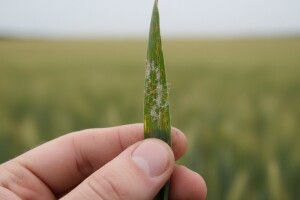 Obavite zaštitu ozime pšenice i ječma