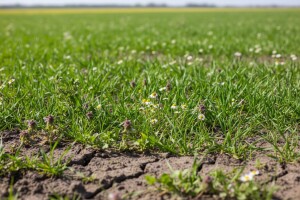 Obavite zaštitu ozimih žitarica od korova