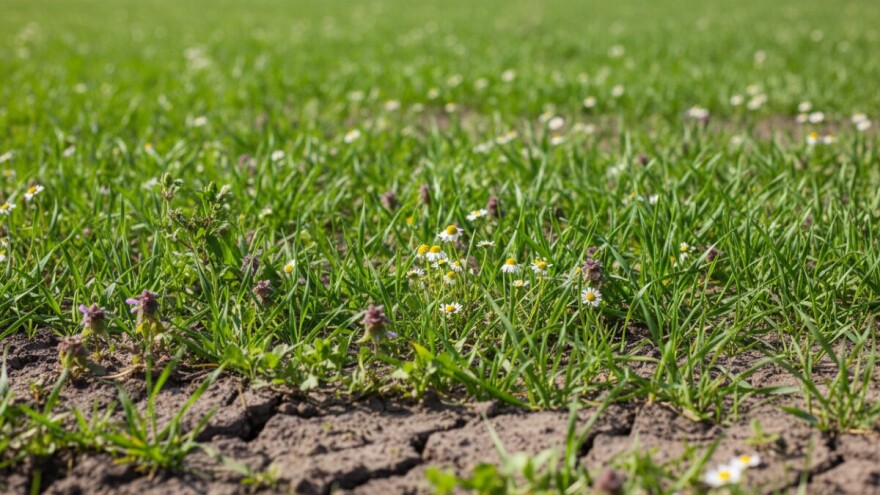 Obavite zaštitu ozimih žitarica od korova