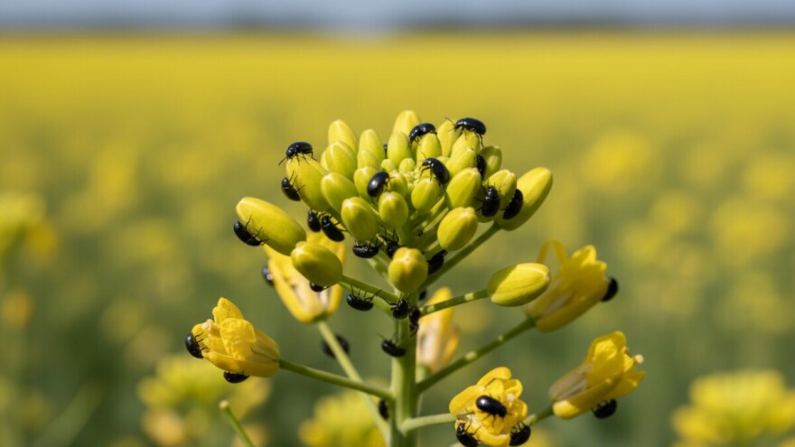 Obavite zaštitu uljane repice od sjajnika