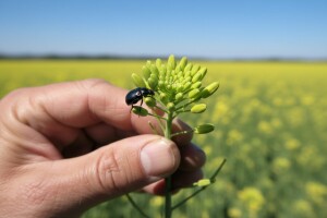 Obavite zaštitu uljane repice od sjajnika