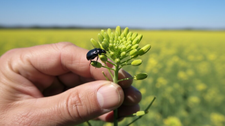 Obavite zaštitu uljane repice od sjajnika