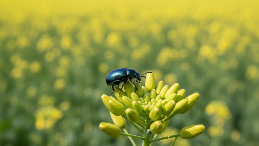 Obavite zaštitu uljane repice od sjajnika