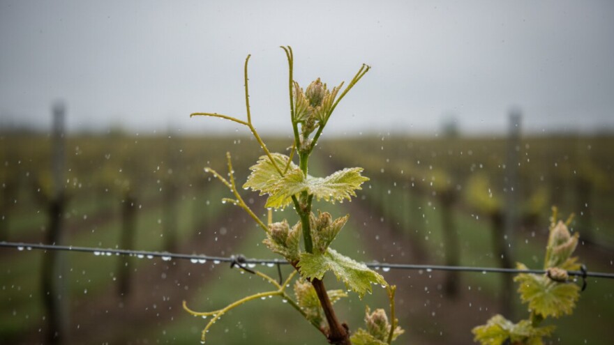 Obavite zaštitu vinograda
