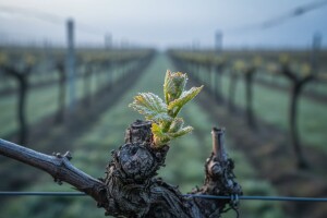 Obavite zaštitu vinograda
