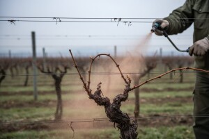Obavite zimsko prskanje na vinovoj lozi
