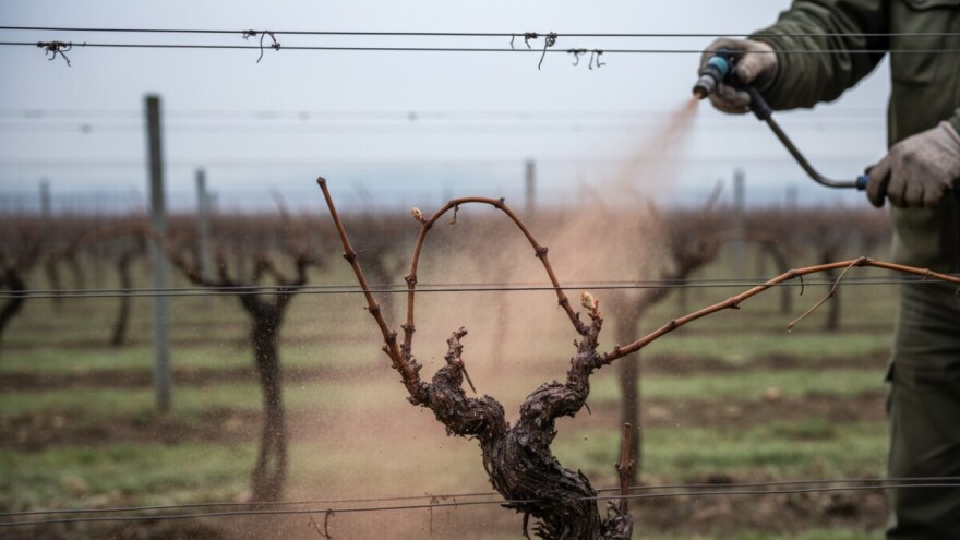 Obavite zimsko prskanje na vinovoj lozi