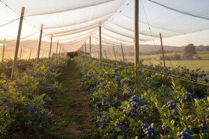 Obezbijedit će protivgradnu zaštitu za plantažu borovnica u vlasništvu Nusreta Sušića
