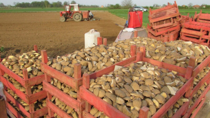 Obična krastavost krumpira