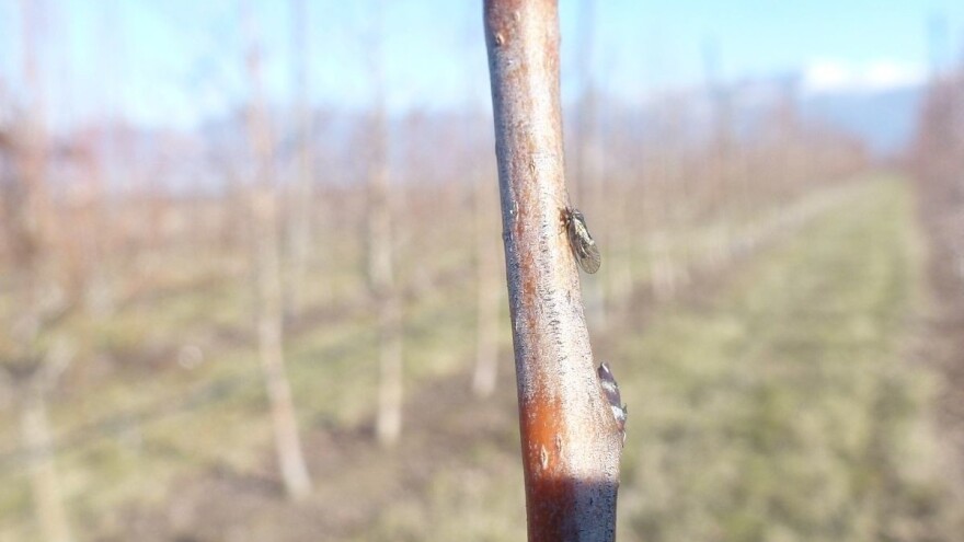 Na koji način se rešiti kruškine buve?