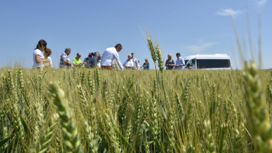 Vukosav Savković: Očekivani rod pšenice manji za 7,15 odsto