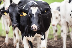 Farmeri u FBiH žele samostalno obilježavati životinje
