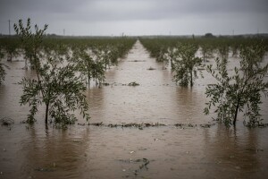 Obilne padaline guše trajne nasade