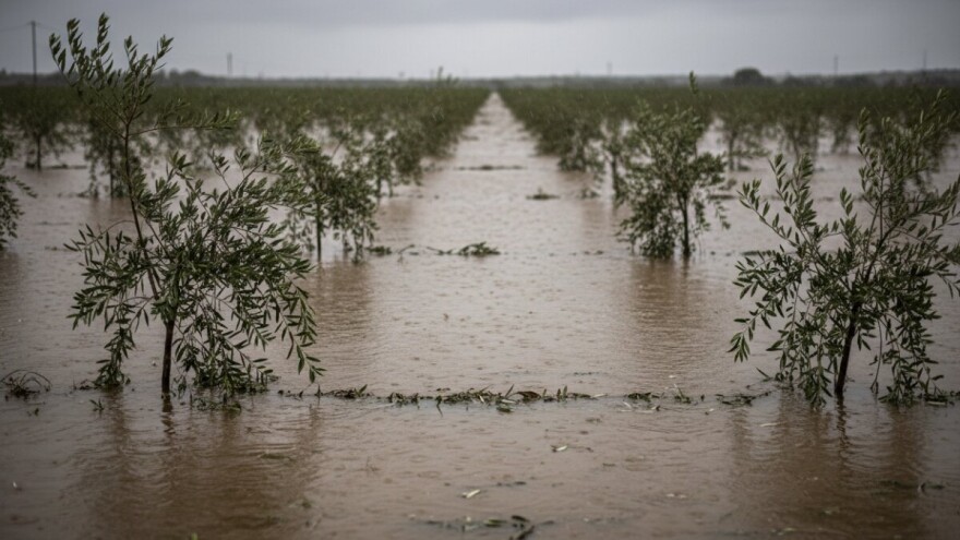 Obilne padaline guše trajne nasade