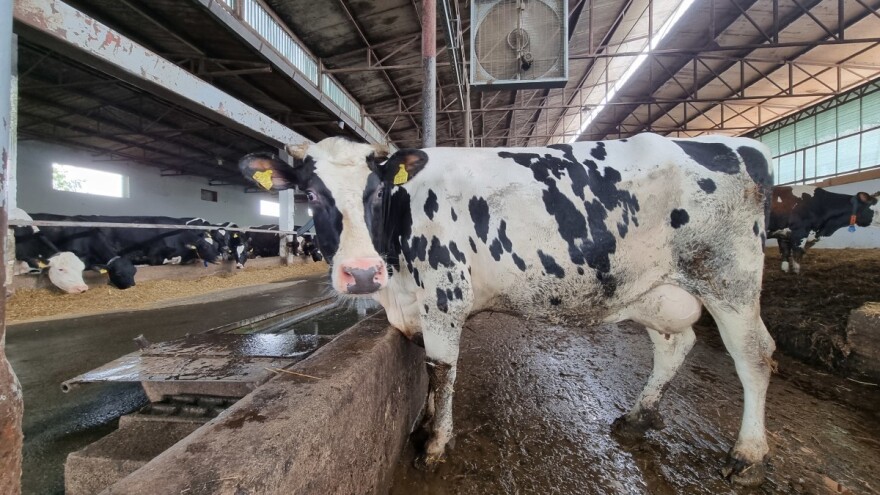 TISUP: I u lipnju nastavljen blagi pad otkupne cijene mlijeka, za srpanj ista procjena