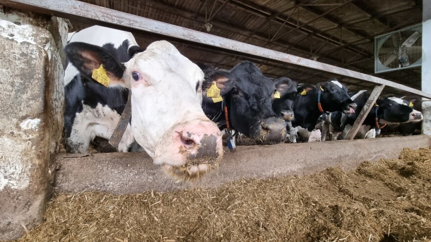 Hrvatsko govedarstvo na kobnom raskršću