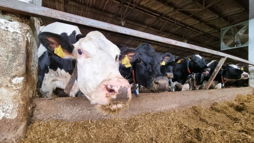 Objavljen natječaj - 150 milijuna kuna za sektor mliječnog govedarstva