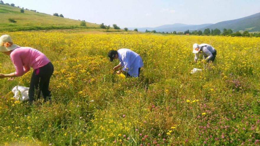 Na imanju podigli eko heljdu, povrće, aroniju