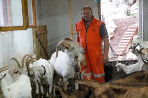 Kozjim sirom s maslinama, ljutikom i češnjakom OPG Svaguša gradi svoj brend