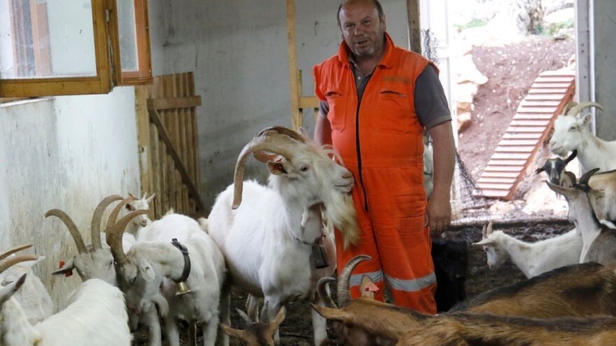 Kozjim sirom s maslinama, ljutikom i češnjakom OPG Svaguša gradi svoj brend