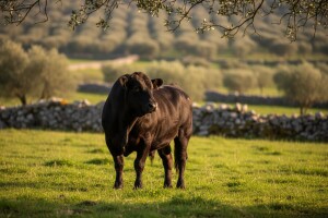 Obiteljsko poljoprivredno gospodarstvo Hrelja