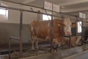 Okončan projekt osposobljavanja veterinarskog instituta