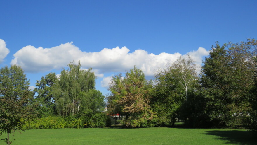 Do sredine nedelje - kiša, kukuruz oštećen od plamenca i sovice