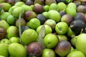 Dojmovi sa ovogodišnjeg Oblica festa
