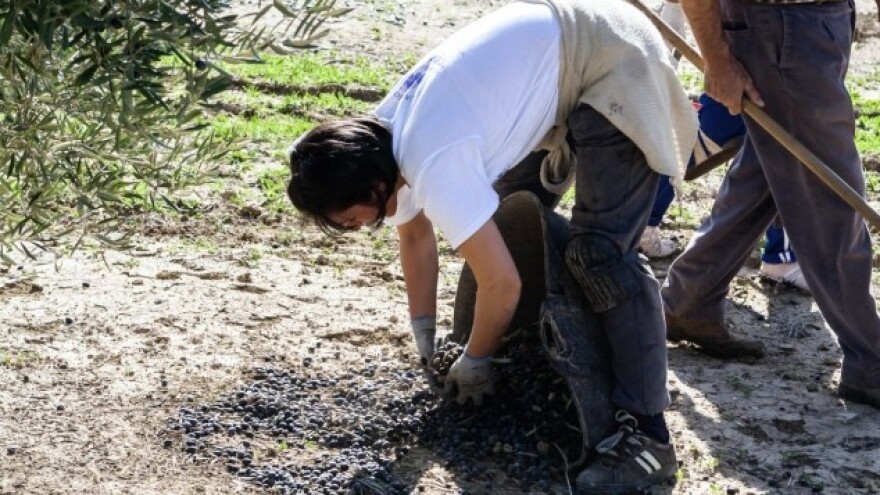 Oblica se ne može nositi s klimatskim promjenama