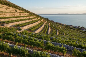 Obnavljaju se poznati vinogradi
