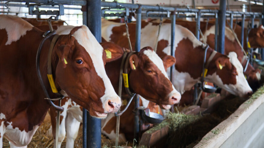 Obnavlja se stočni fond uništen u poplavama
