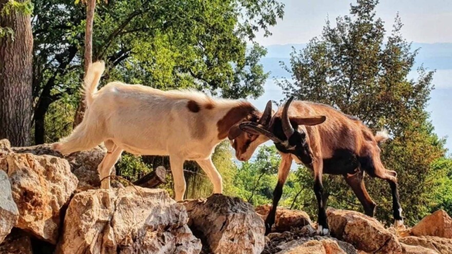 Iritira čuđenje oko požara, a da razmislimo o prevenciji - razvoju stočarstva i suhozidima?
