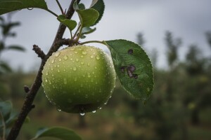 Oborine pogoduju krastavosti jabuka