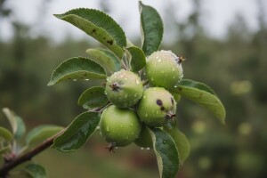 Oborine pogoduju krastavosti jabuka