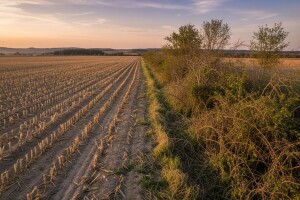 Obradiva zemlja gubi bitku sa šikarom